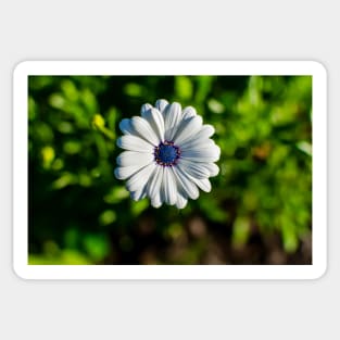 White African daisy or Cape Daisy Sticker